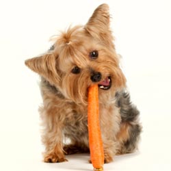 Top Worst Human Foods For Pets